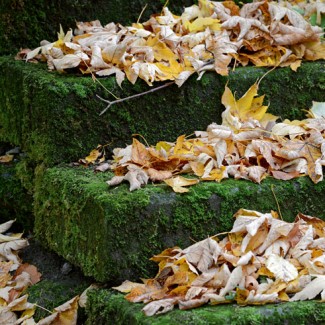 Treppe | Blätter | Herbst | Lebensweg