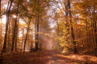Herbst