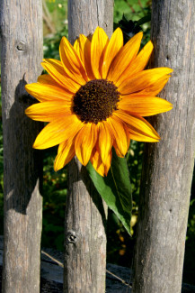 Sonnenblume